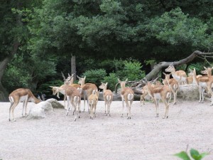 Da sind die ersten Tiere