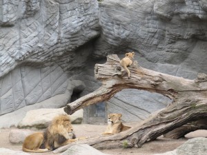 Löwenfamilie