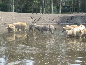 An der Wasserstelle